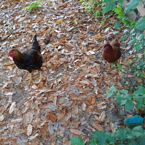 Meet your Posher, Susanna - Picture 2 of 7